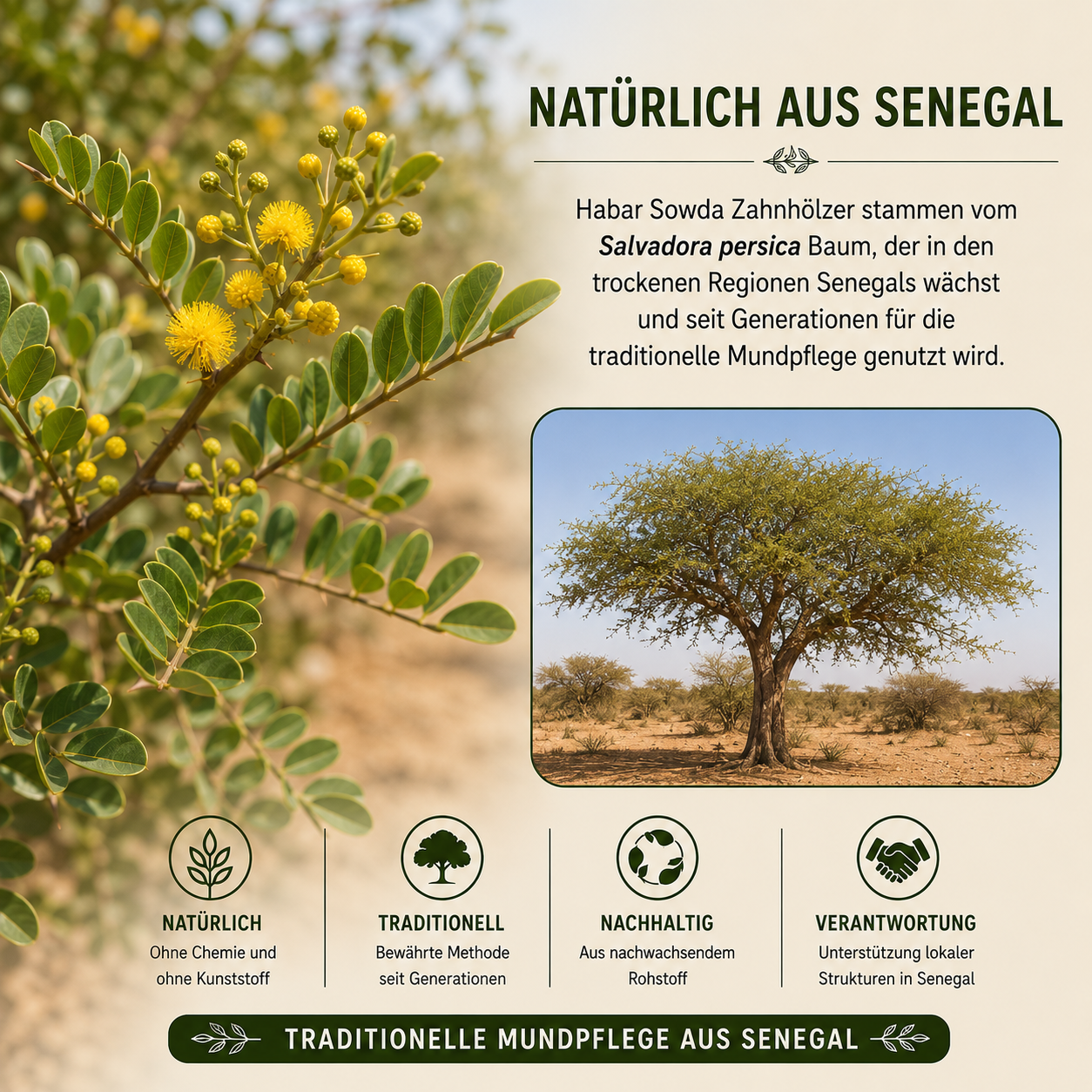 Habat Sowda Zahnholz – Natürliche Mundpflege aus Nigella sativa