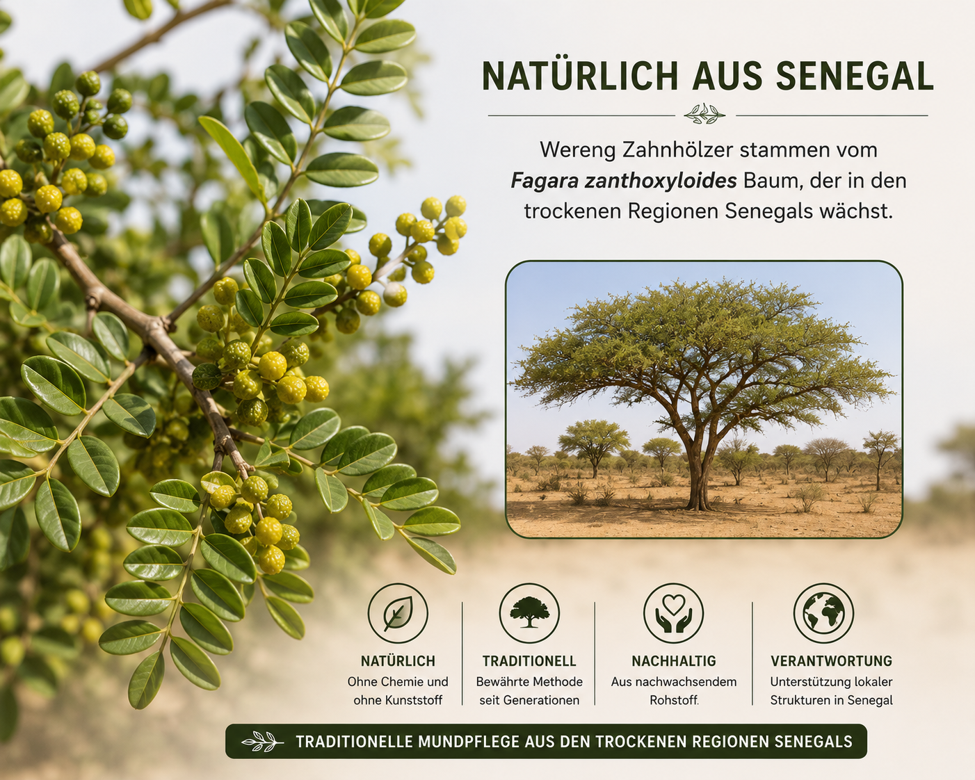 Wereng Zahnholz – Natürliche Mundpflege aus Fagara zanthoxyloides