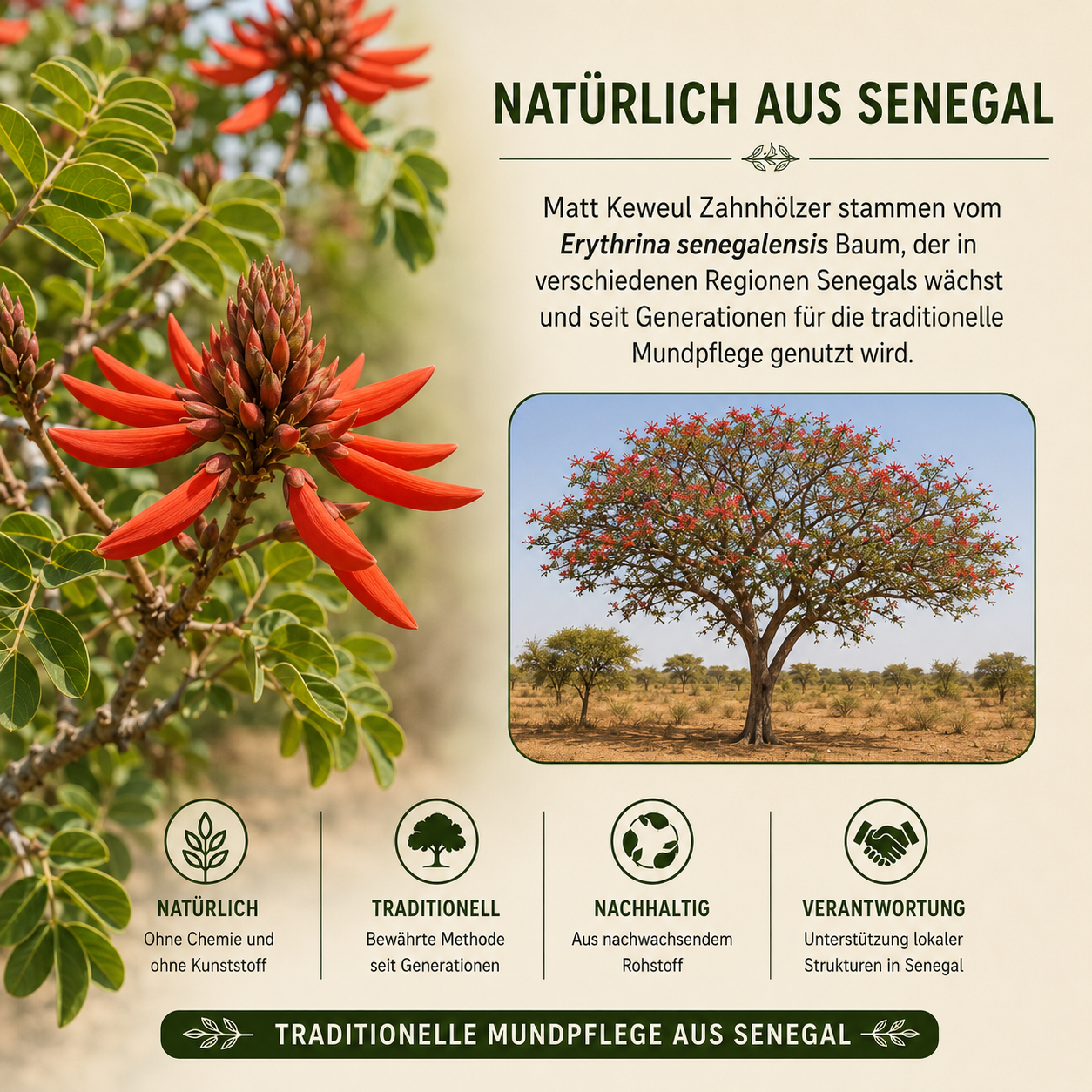 Matt Keweul Zahnholz – Natürliche Mundpflege aus Erythrina senegalensis