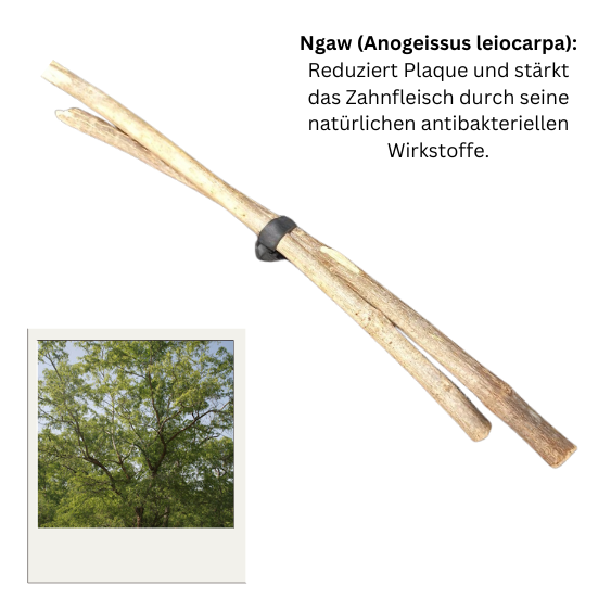 Zahnholz