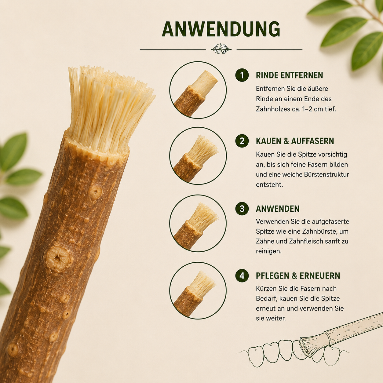 Miswak Zahnholz – Natürliche Mundpflege aus Salvadora persica